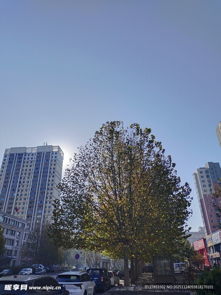 城市中树木与高楼景观