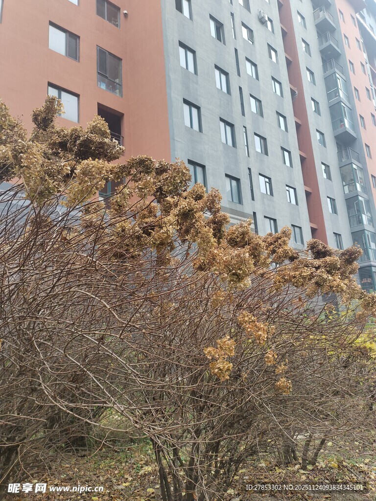 高楼前的萧瑟树木