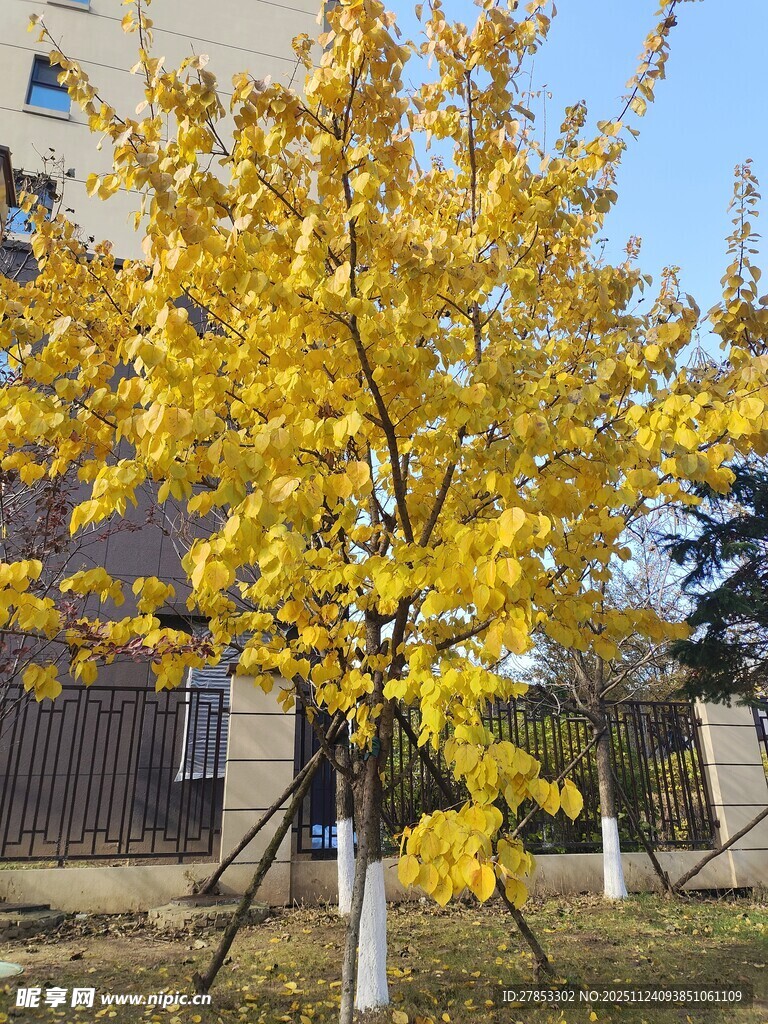 秋日金黄银杏树