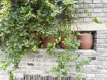 砖墙绿植陶罐的自然景致