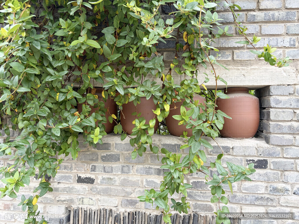砖墙绿植陶罐的自然景致