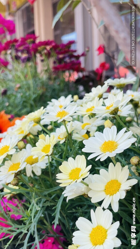 烂漫雏菊绽放于花丛中