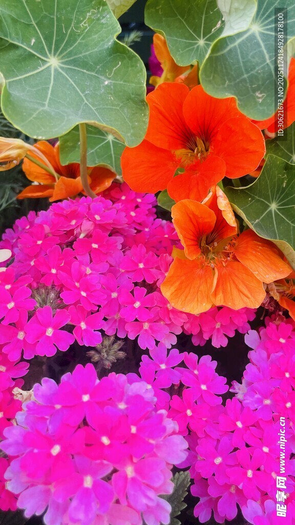 多彩花卉绽放美丽瞬间