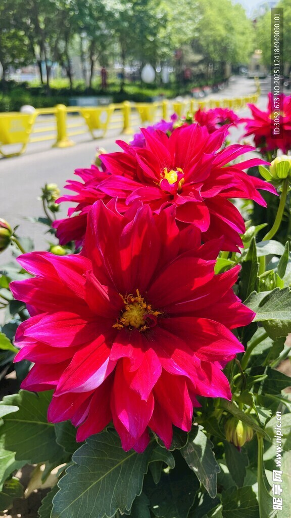 娇艳红芍药绽放于路旁