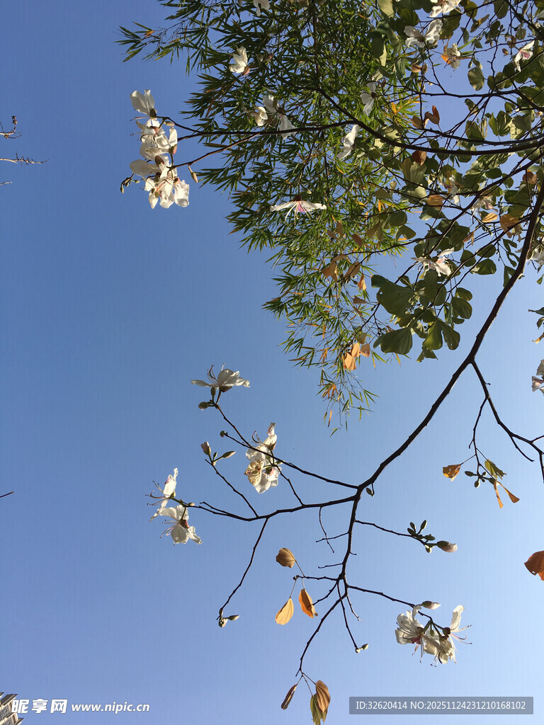 枝头绿叶映蓝天