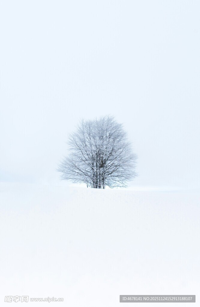 雪野中的孤独树木