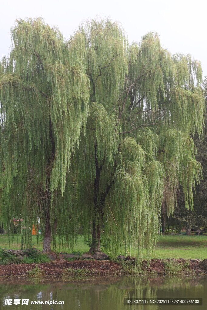 湖畔垂柳美景