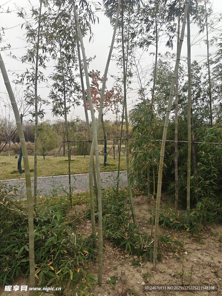 林间小道 静谧自然景致