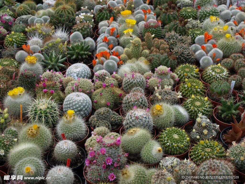多彩仙人球植物景观