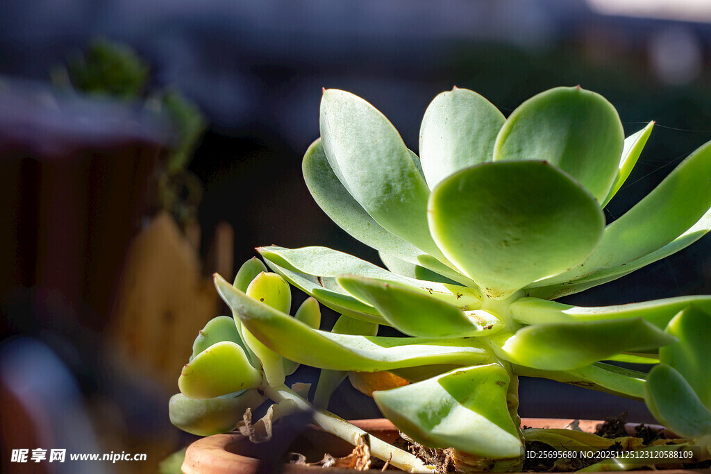 翠绿多肉植物特写