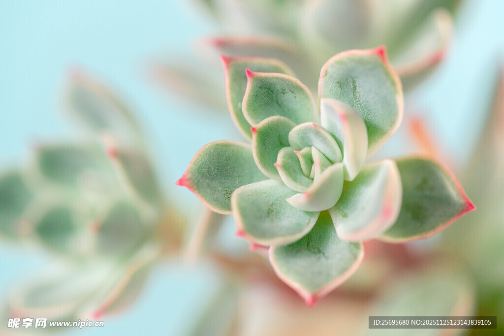 可爱多肉植物特写