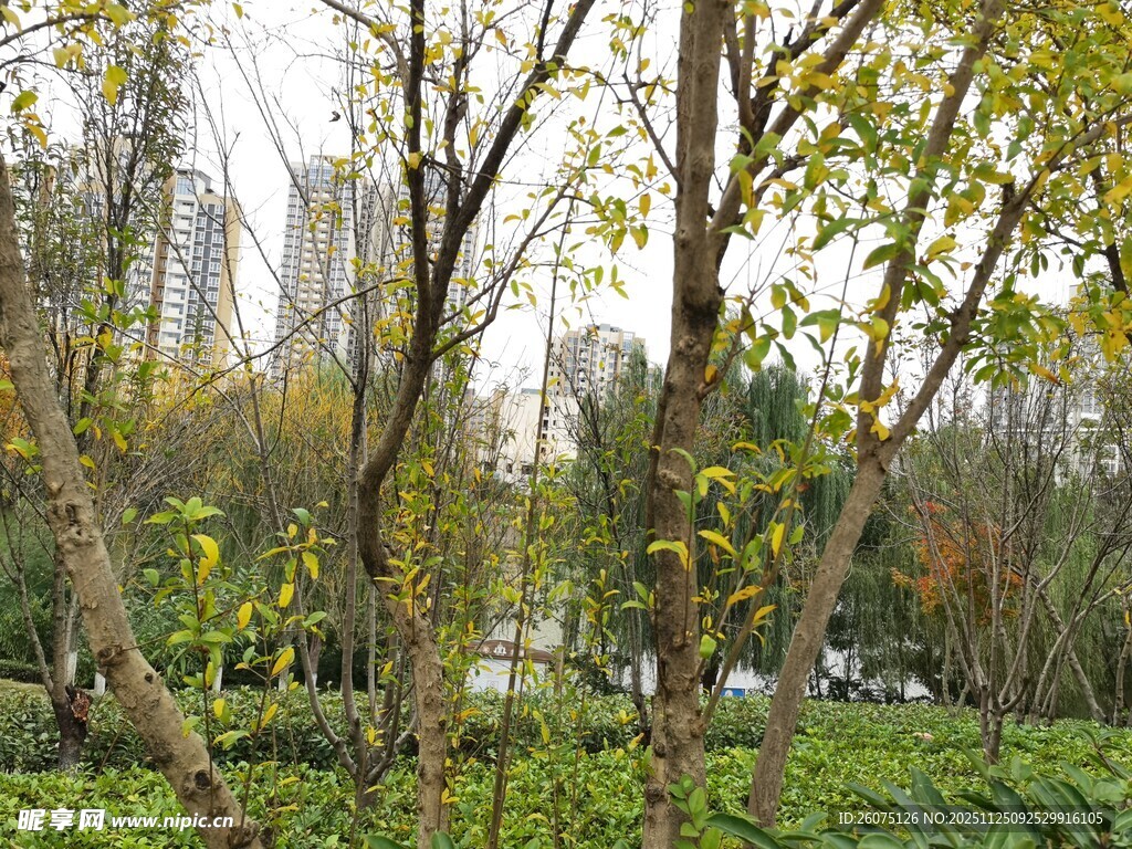 城市中的绿意盎然树林
