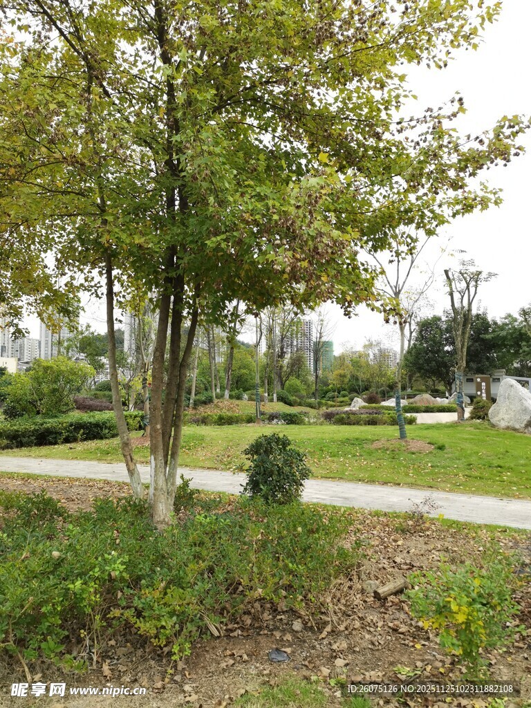 公园绿意盎然的树木景观