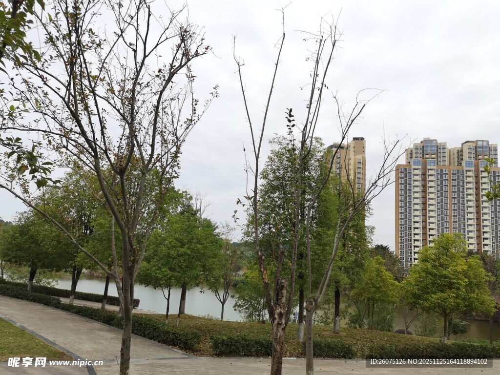 城市公园中的树木与高楼
