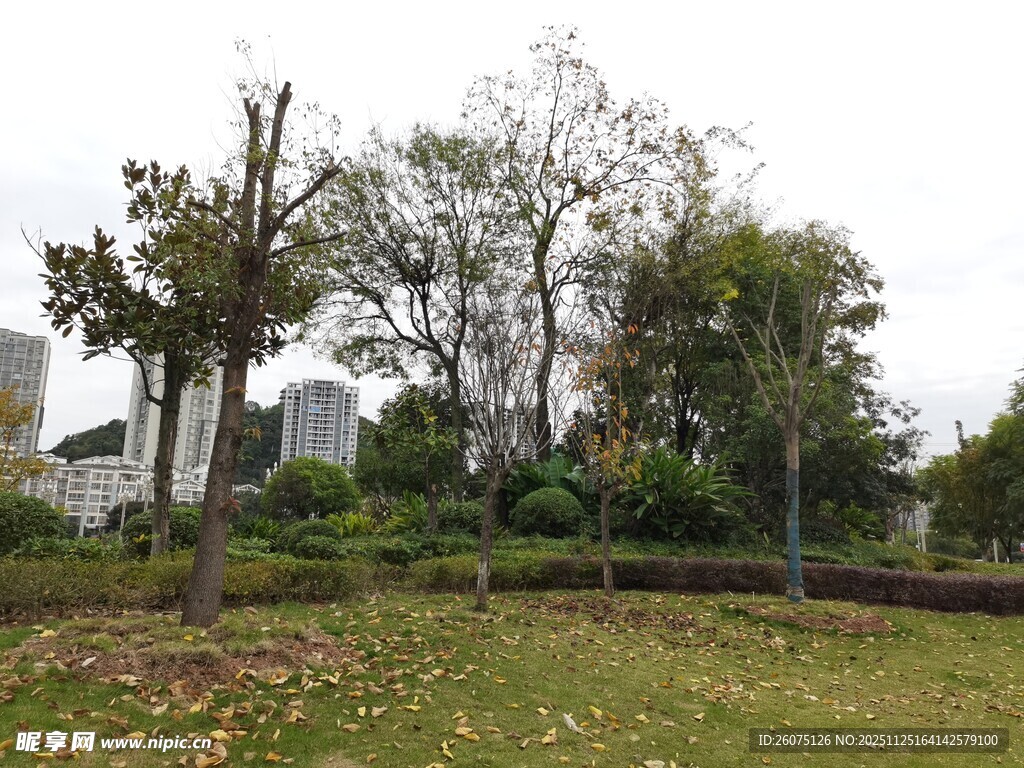 秋日草地旁的树木景观