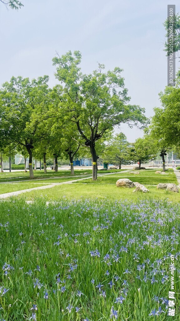 春日草地树林美景