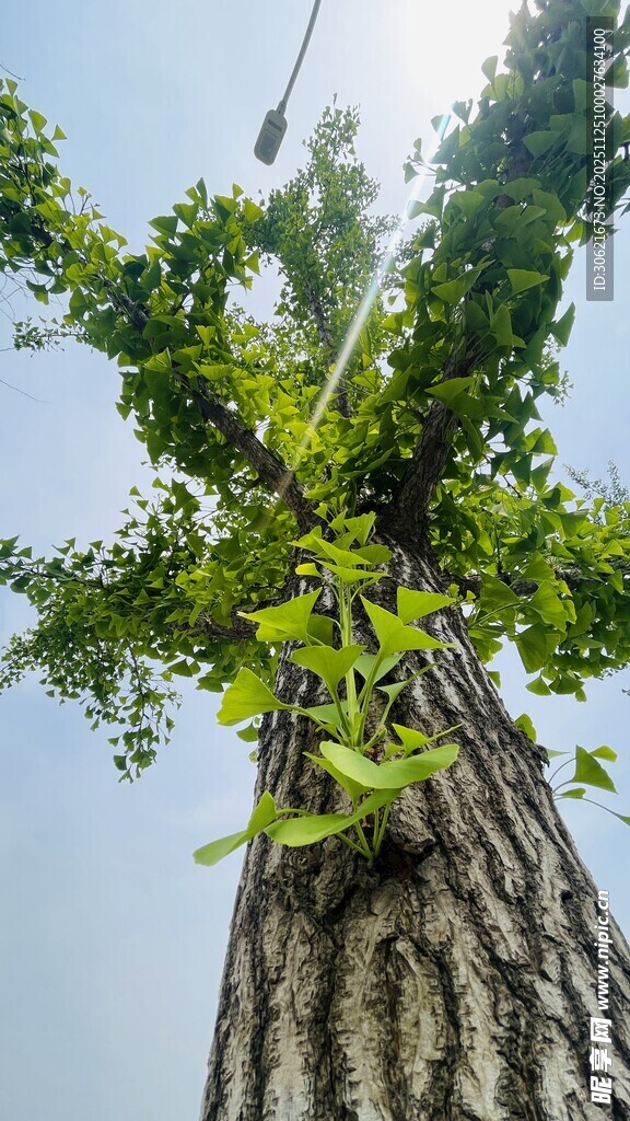 仰视视角下的粗壮树木