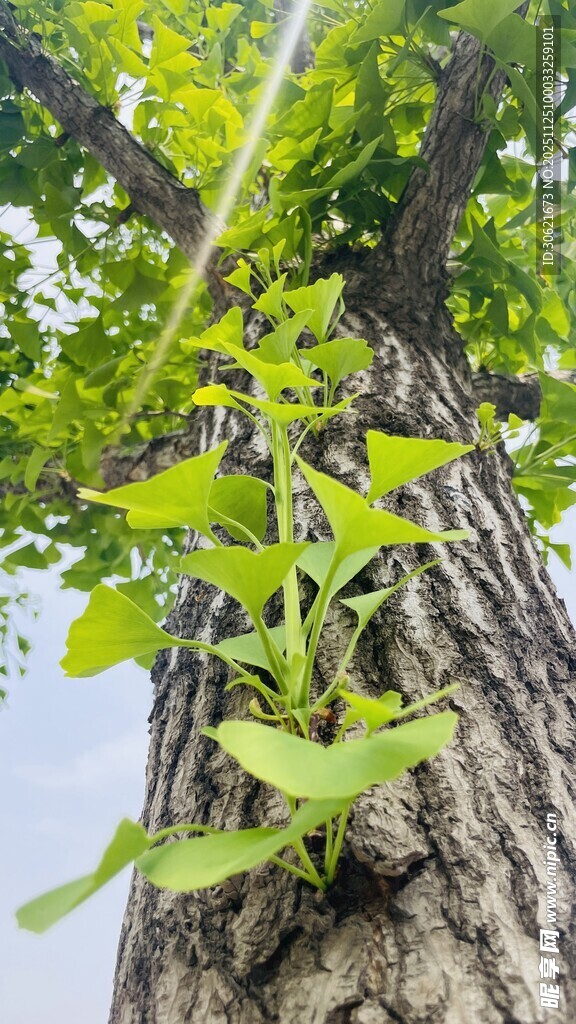 藤蔓缠绕树干生长景象