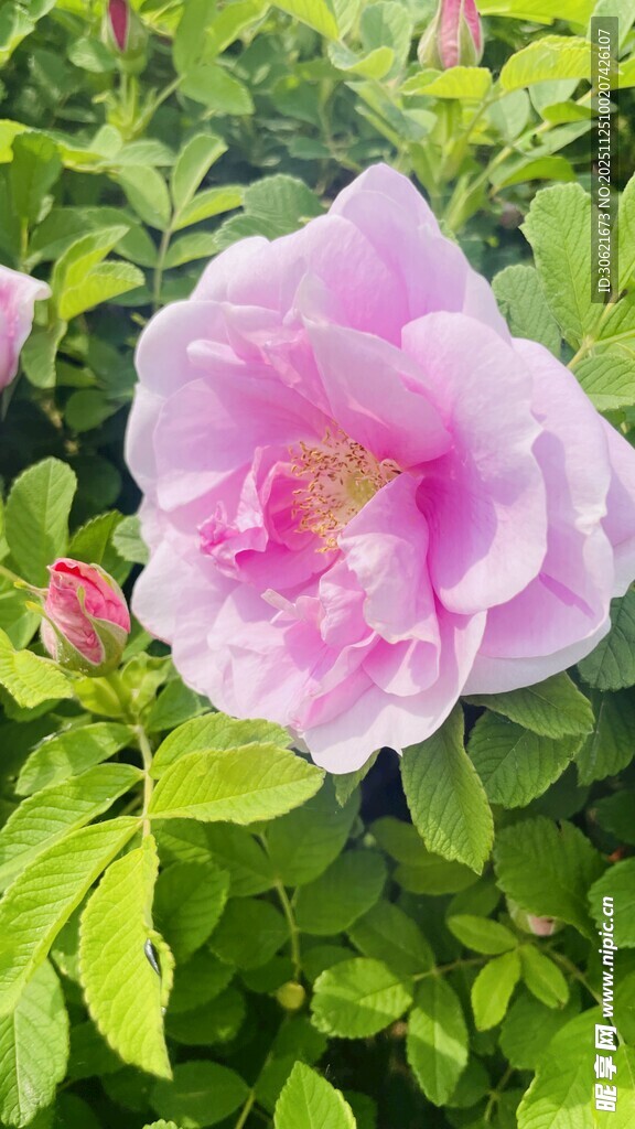 娇艳绽放的粉色月季花