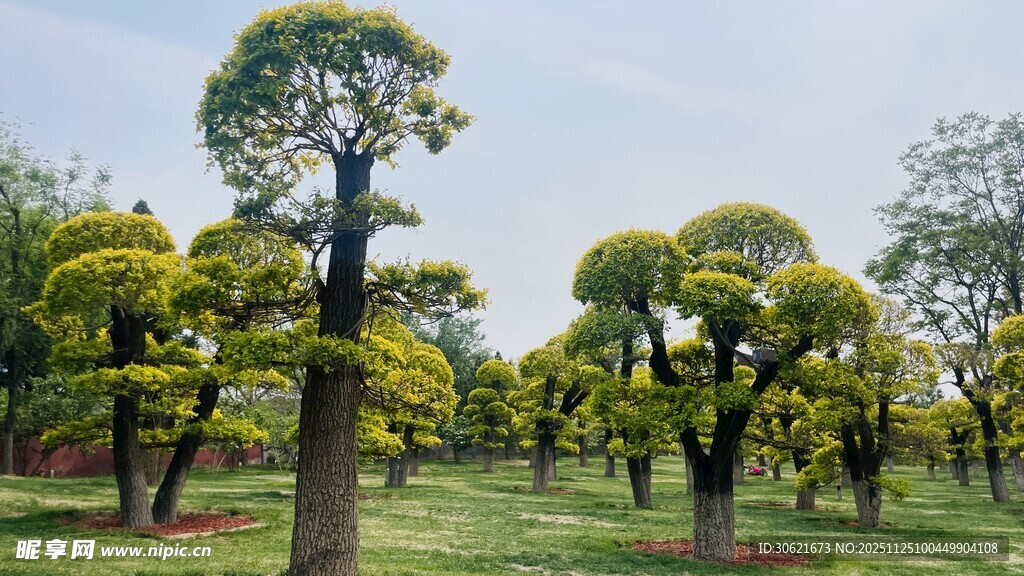 园林中造型独特的树木景观