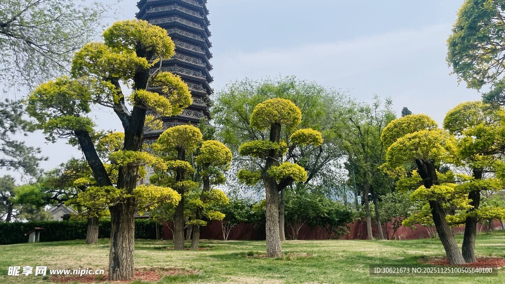 园林景观中的造型树木