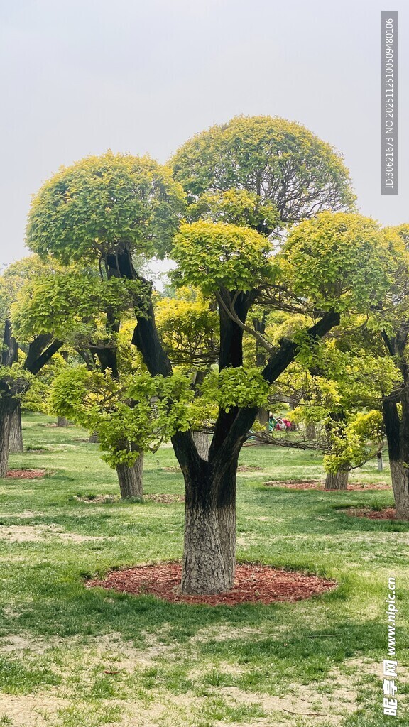 造型独特的景观树木