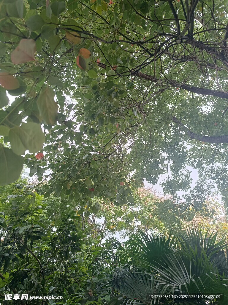 透过枝叶见光影