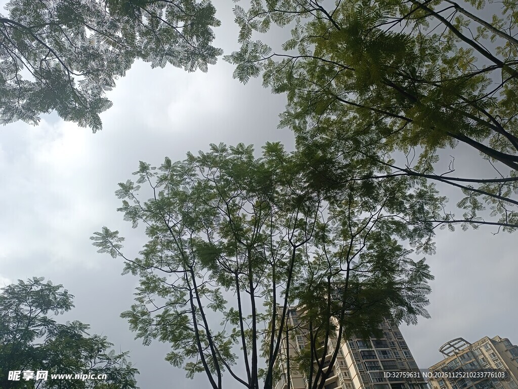 仰视城市中的绿树高楼