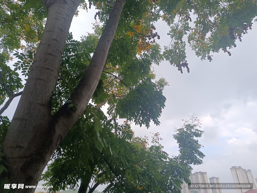 城市中高大的绿树景观