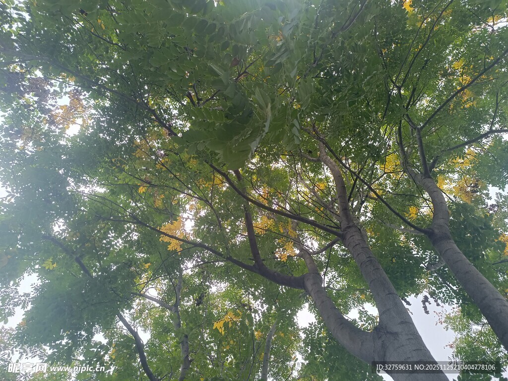 仰视茂密树冠绿意盎然