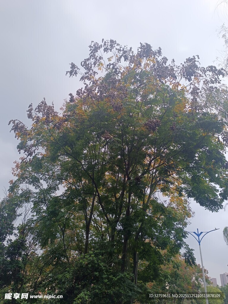 秋日多彩树木景致