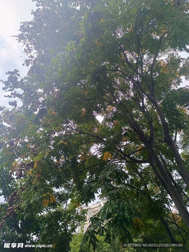 仰视茂密葱郁的高大树木