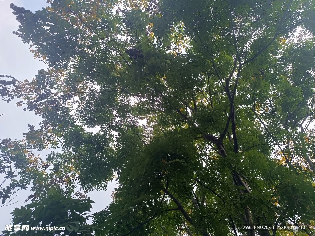 茂密树冠下的绿意