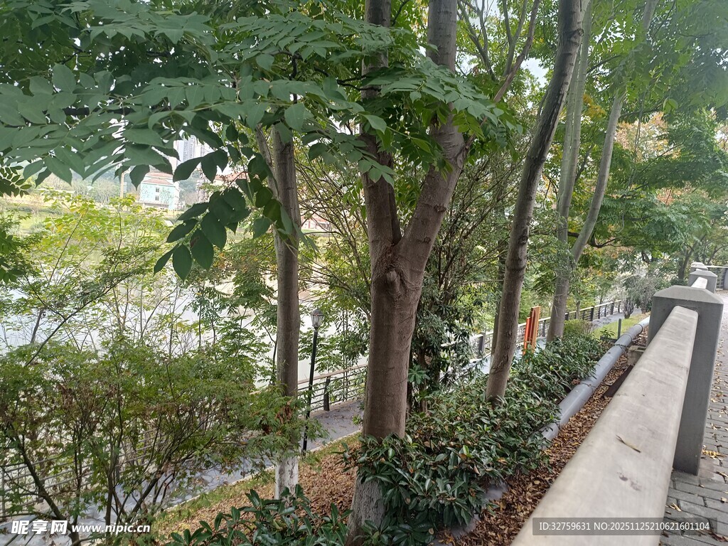 林间小道旁的繁茂绿植