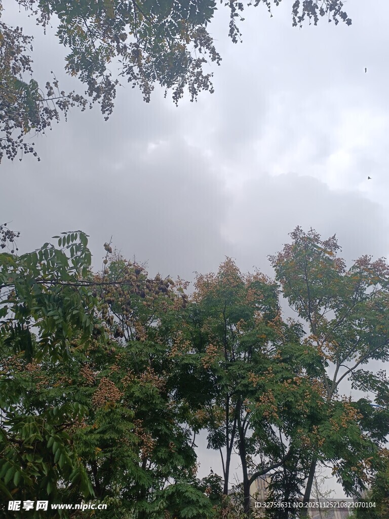 云雾中葱郁的树梢