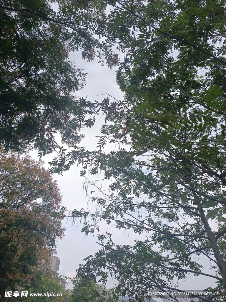 仰视茂密树林中的天空