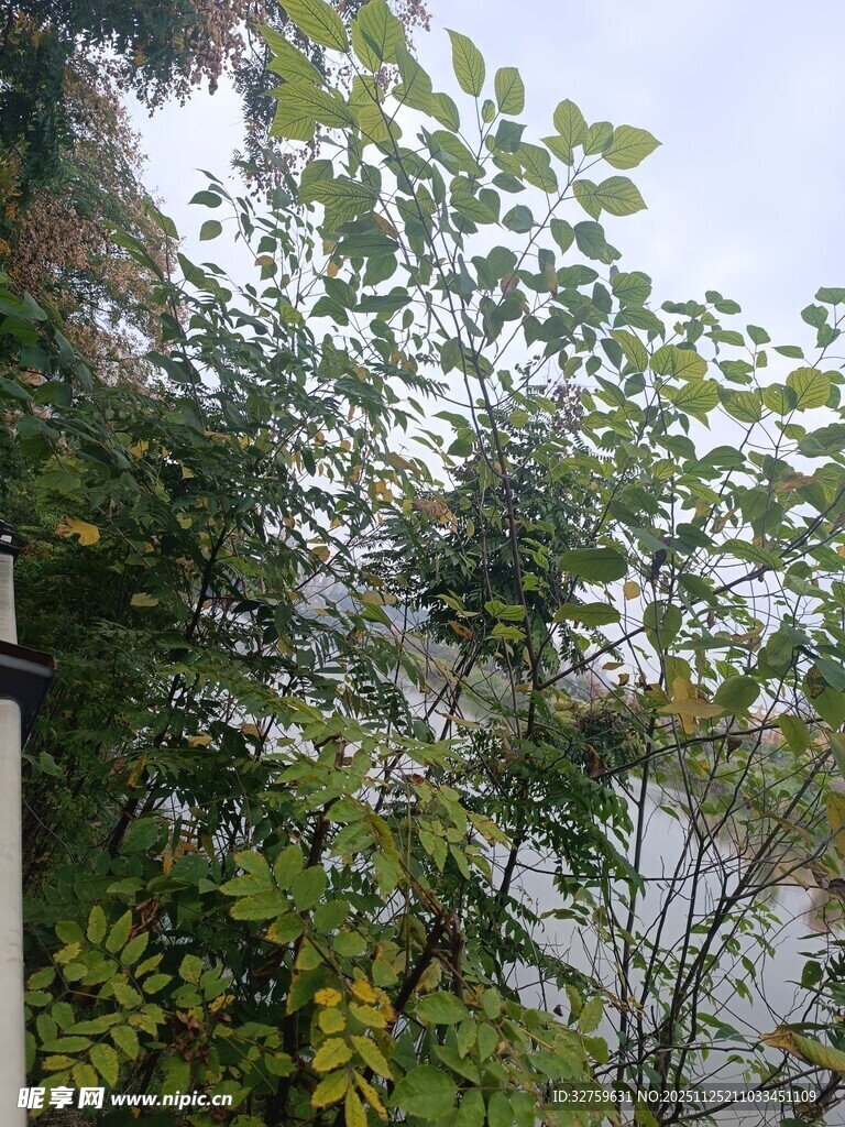 绿叶繁茂的自然景致