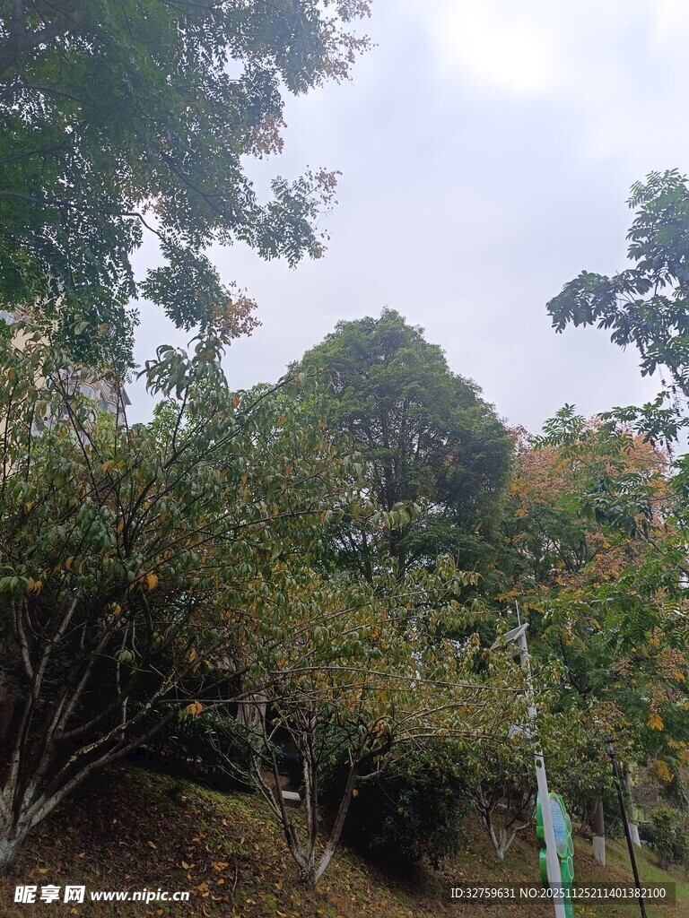 山林间繁茂的树木景观