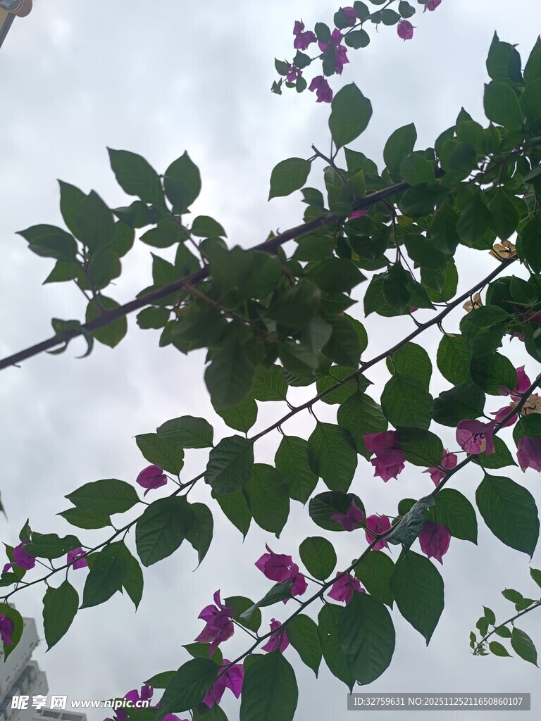 绿叶间绽放的紫色花朵