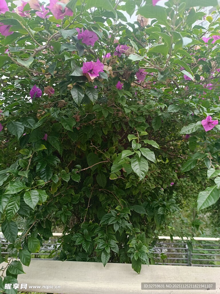 繁茂花丛中的艳丽紫花