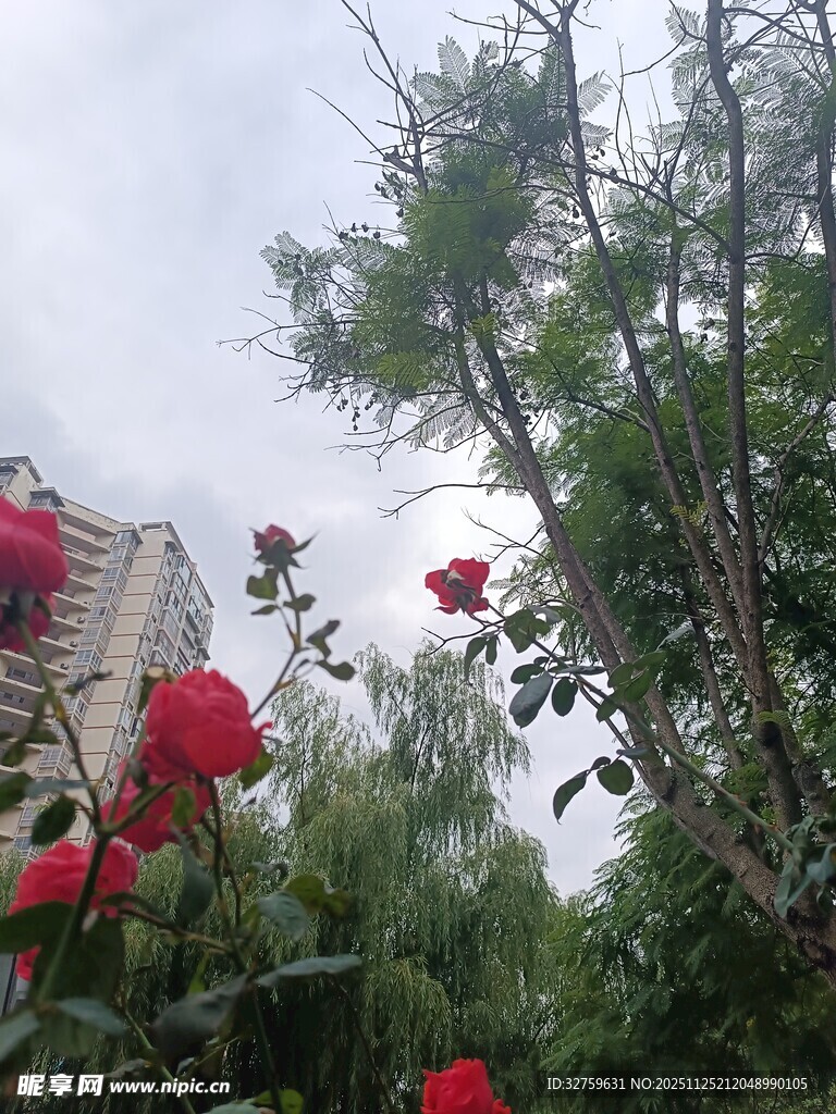 雨中绽放的娇艳红玫瑰