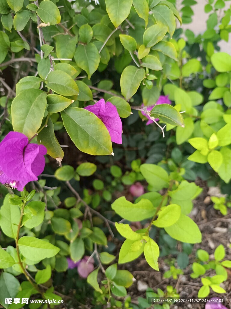 娇艳紫花绽放绿叶间