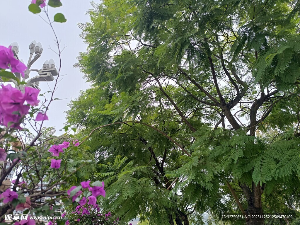 春日繁花绿树美景