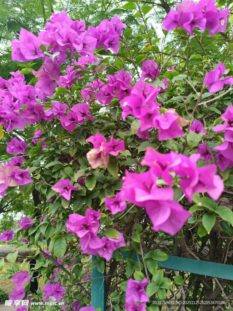 绽放的紫色三角梅