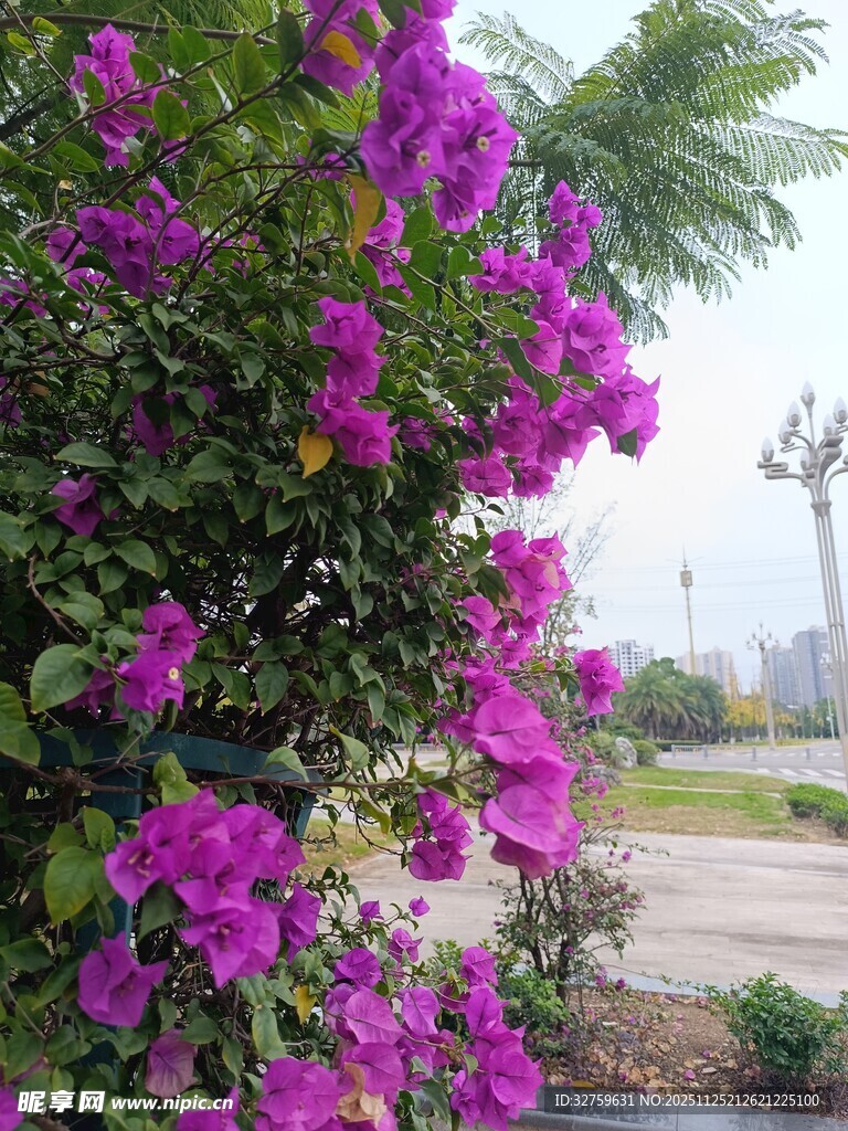 绽放的艳丽三角梅景观