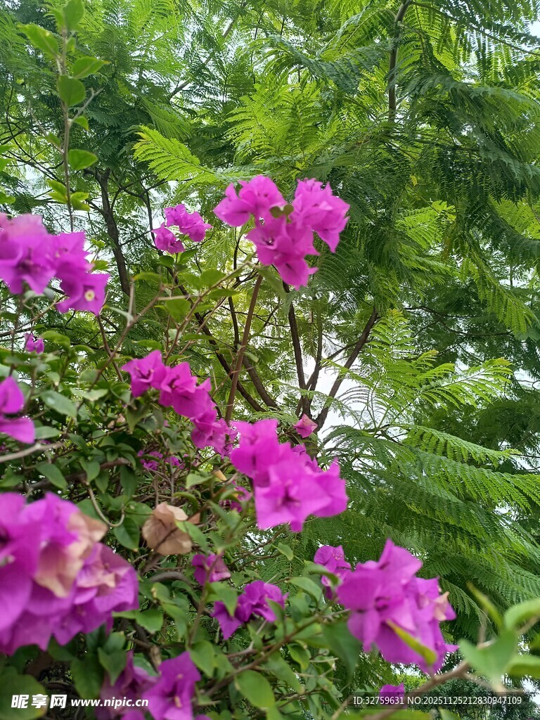 艳丽三角梅绽放于绿叶间