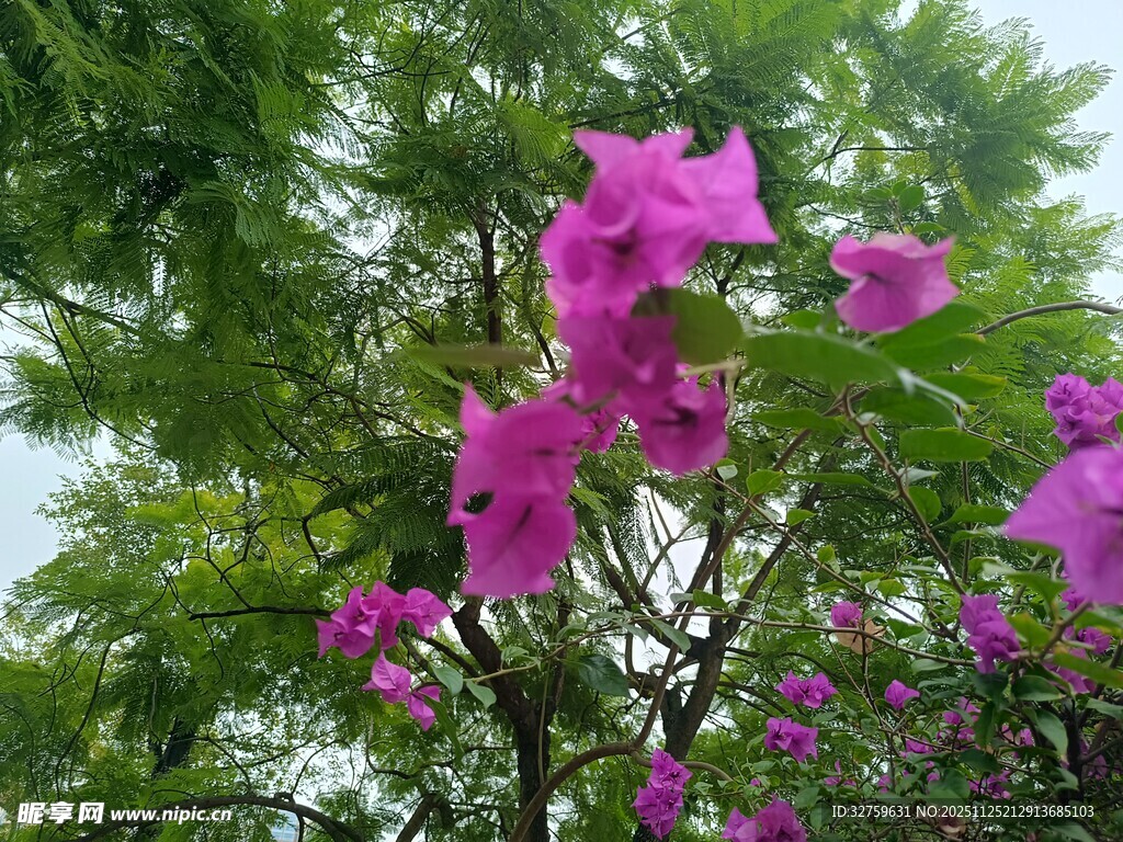 绽放的紫花与绿叶相映