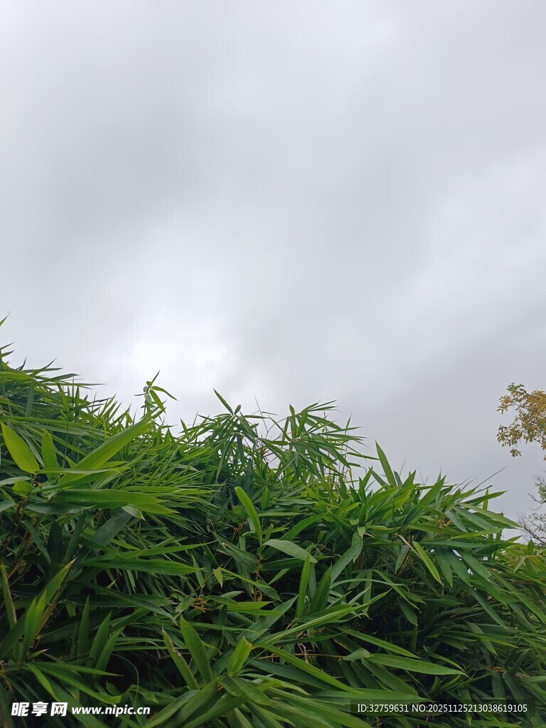 翠绿植物与阴沉天空