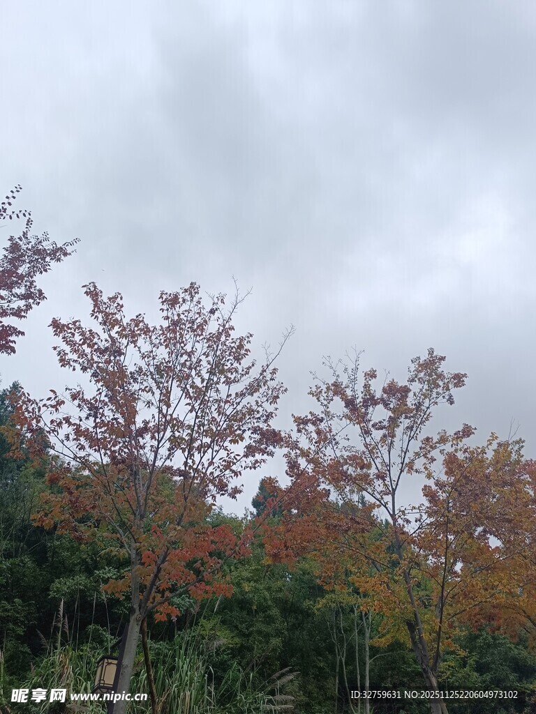 秋日山林多彩树木景观