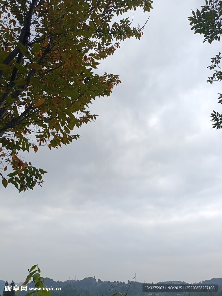 秋日树梢下的朦胧天际